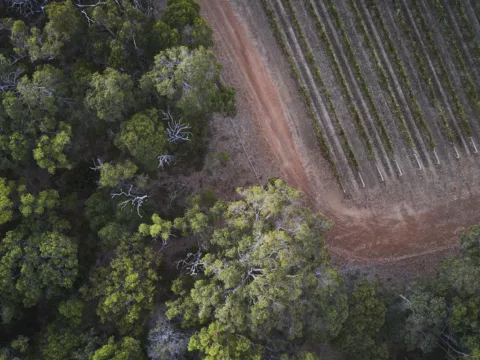 Overstory 2023 Elliot Ramsay xlightco 0637