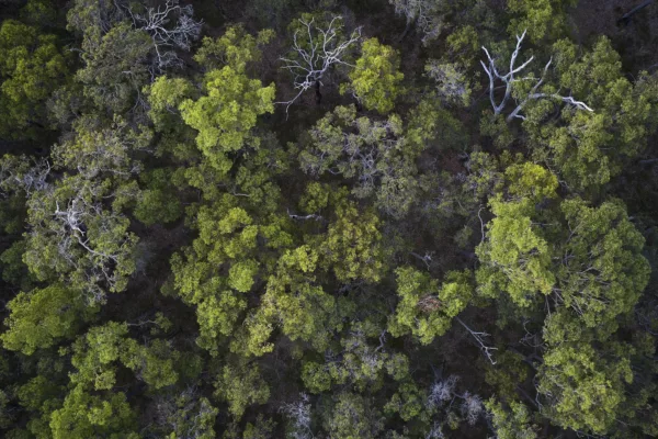 Overstory 2023 Elliot Ramsay xlightco 0636