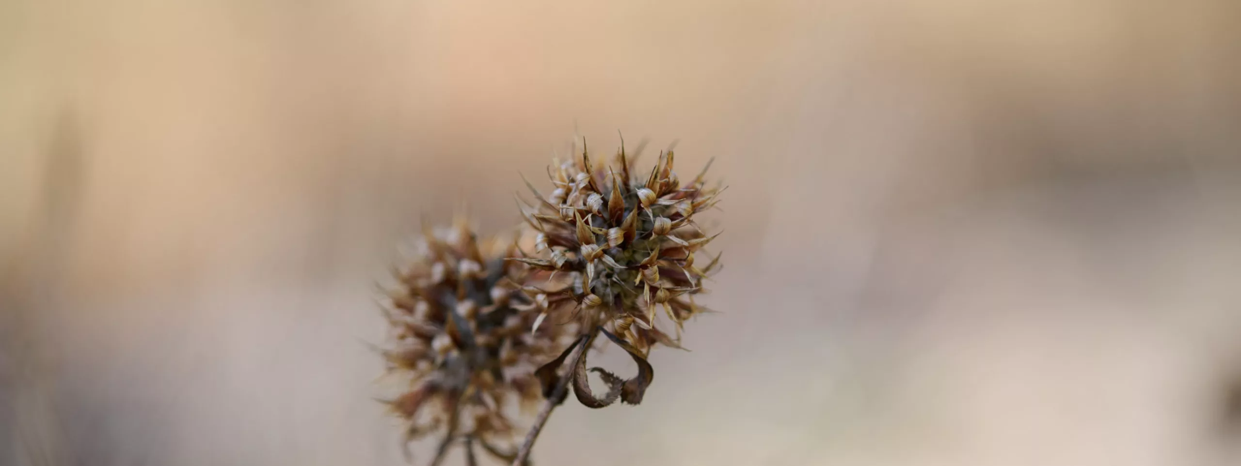 Overstory 2023 Elliot Ramsay xlightco 1068