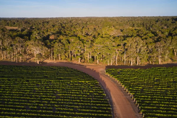 Overstory 2023 Elliot Ramsay xlightco 0617