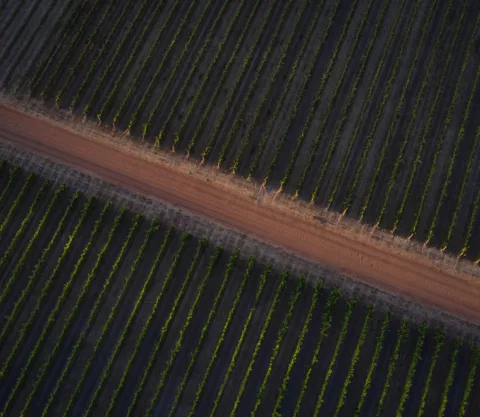 Overstory 2023 Elliot Ramsay xlightco 0620