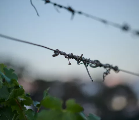 Overstory 2023 Elliot Ramsay xlightco 0705